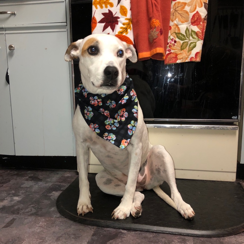 Dog or cat scarfs scarfs for over the collars